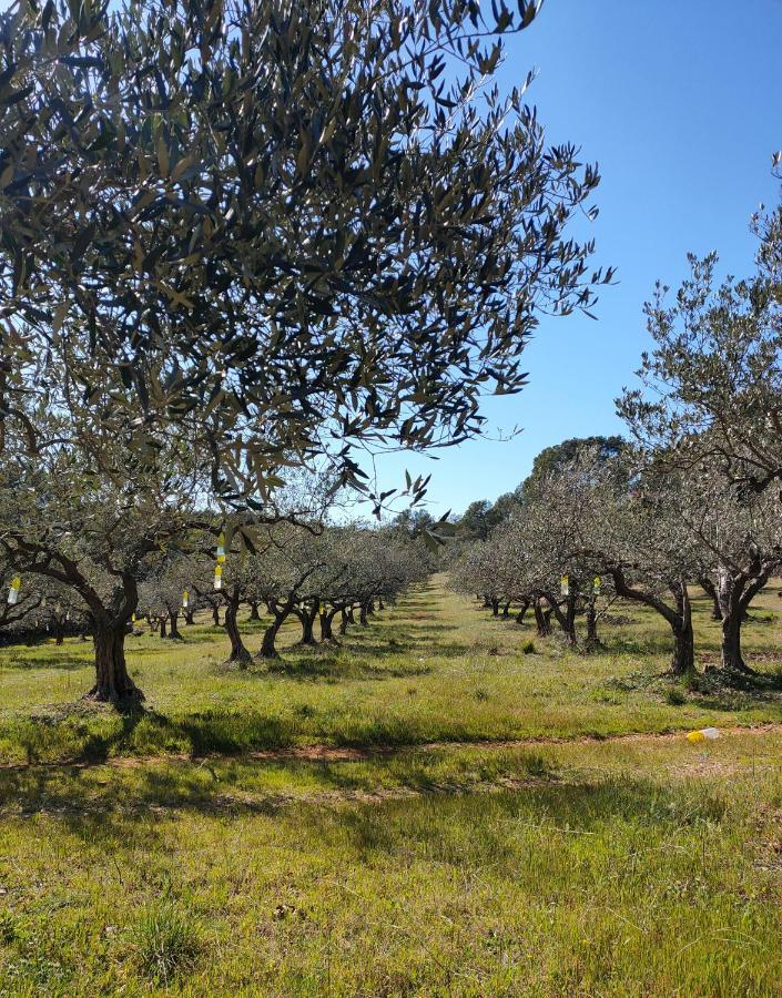 Les Hauts Du Peireguier La Motte Dış mekan fotoğraf